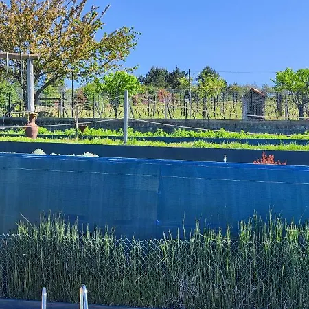 La Cigarrita - Douro Valley *